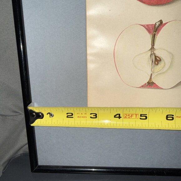 Stayman Winesap Apple 1902 Antique USDA Fruit Lithograph Print Framed Botanical - Picture 16 of 16